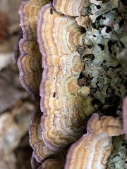 Trichaptum biforme