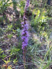 Liatris tenuifolia