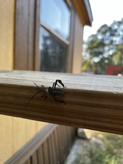 Acanthocephala declivis