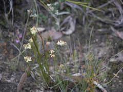 Stackhousia aspericocca