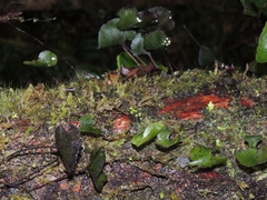 Hymenophyllum nephrophyllum