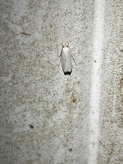 Antaeotricha albulella