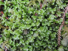 Pseudocyphellaria homoeophylla