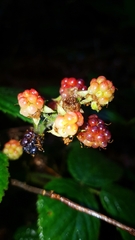 Rubus polonicus