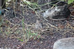 Mimus parvulus