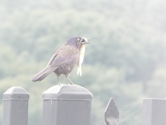 Quiscalus quiscula versicolor