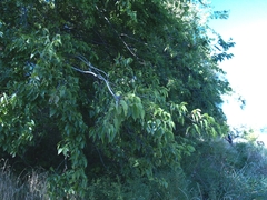 Celtis australis