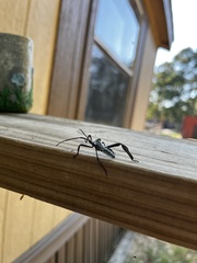 Acanthocephala declivis