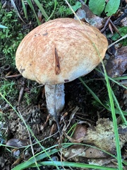 Leccinum albostipitatum