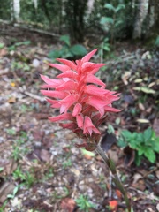 Sacoila lanceolata