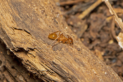 Notoncus spinisquamis