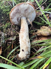 Leccinum albostipitatum