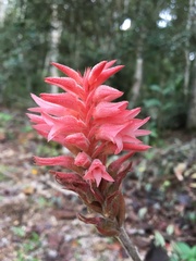 Sacoila lanceolata