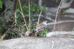 Mimus parvulus