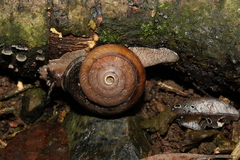 Sphaerospira fraseri