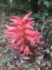 Sacoila lanceolata