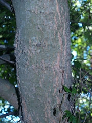 Celtis australis
