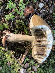 Leccinum albostipitatum