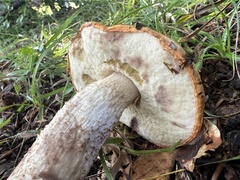Leccinum albostipitatum
