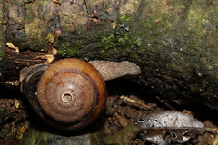 Sphaerospira fraseri