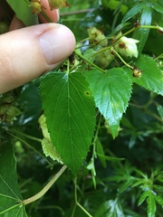Humulus