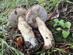 Leccinum albostipitatum