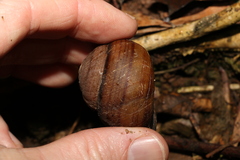 Sphaerospira fraseri