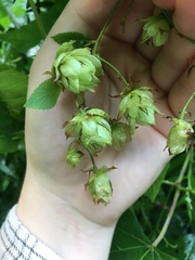 Humulus