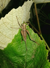 Antaxius spinibrachius