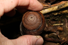 Sphaerospira fraseri