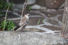 Mimus parvulus