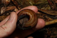 Sphaerospira fraseri