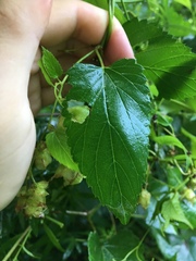 Humulus