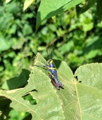 Dactylotini
