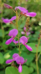 Desmodium paniculatum