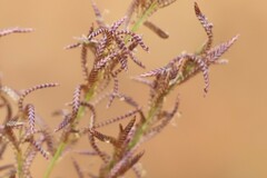 Eragrostis eriopoda