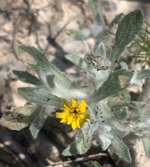 Thymophylla micropoides