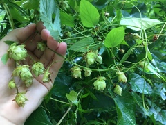 Humulus