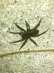 Trochosa
