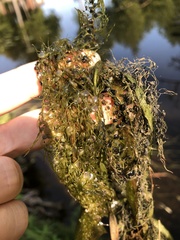 Utricularia macrorhiza