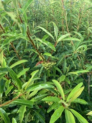 Photinia niitakayamensis