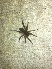 Trochosa