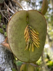 Acianthera pectinata