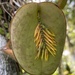 Acianthera pectinata - Photo (c) Geovane Siqueira, some rights reserved (CC BY-NC), uploaded by Geovane Siqueira