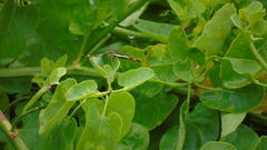 Adelpha iphicleola iphicleola