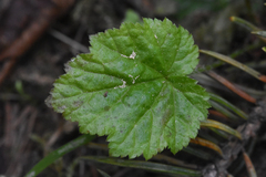 Pectiantia pentandra