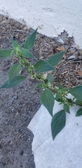 Parietaria judaica