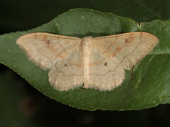 Idaea rubraria