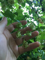 Humulus
