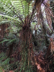 Cyathea smithii